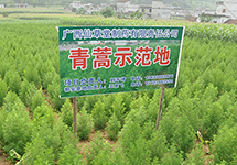 西森蒸汽渦街流量計 為仙草堂藥業(yè)偉業(yè)添磚蓋瓦
